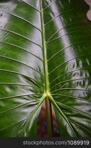 Green leaves pattern texture background giant taro leaf araceae / plants water weeds in tropical forest - ear elephant leaf Alocasia Indica