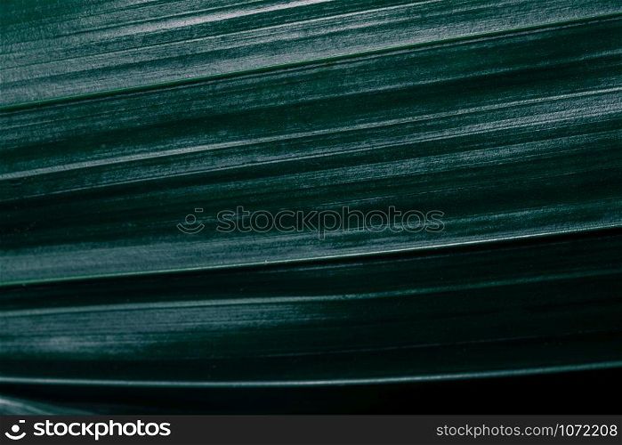 Green leaves Plant color tone dark background