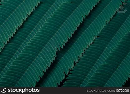 Green leaves Plant color tone dark background