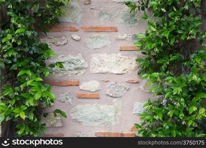 green leaves plant over brick wall background