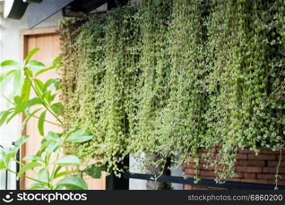 Green leaves plants of vertical garden, stock photo