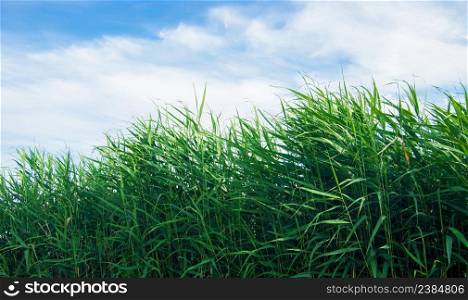 green leaves reeds against the sky