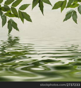 Green leaves reflecting in the water