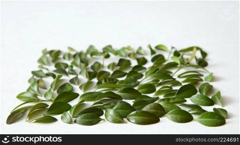 Green leaves represented over white background. Nice composition for decorating or designing any poster. Green texture concept.. Green leaves and white background