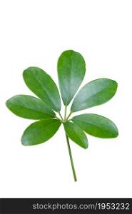 green leaves (Schefflera leucantha R. Vig.) isolated on white background, foliage herb of Thai folk plants.