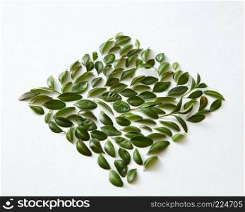 Green leaves square over white background. Closeup of many green leaves represented over white background. Nice composition for decorating or designing any poster.. Green leaves and white background