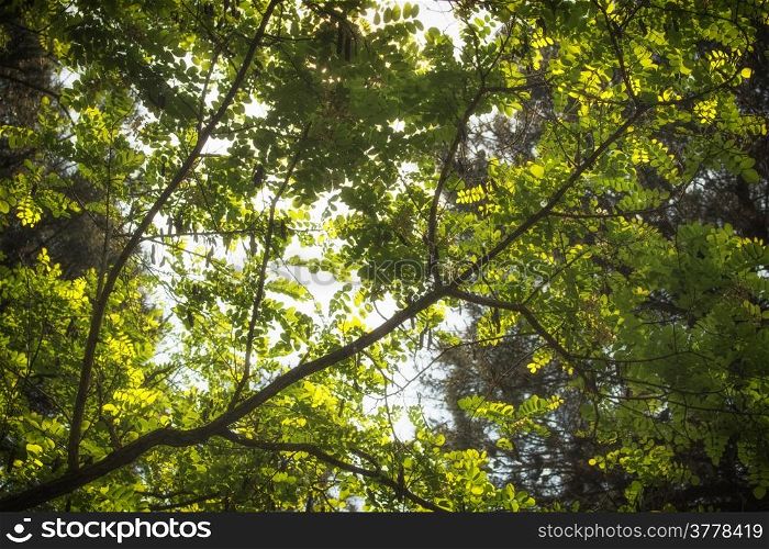 Green leaves, sun and sky in the pinewood forest along the Pialassa della Baiona brackish lagoon near Marina Romea on the Adriatic seaside in Ravenna (Italy)