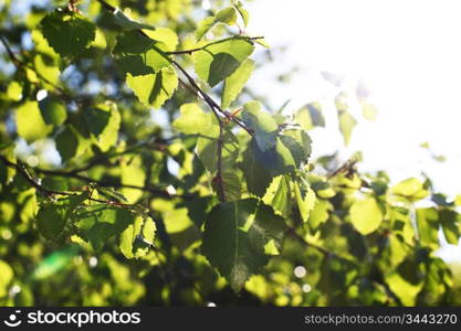 green leaves sun is shine