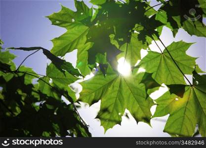 green leaves sun is shine