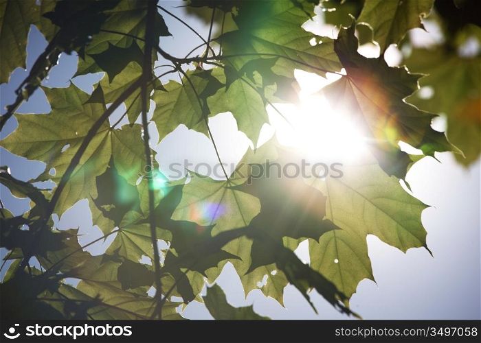 green leaves sun is shine