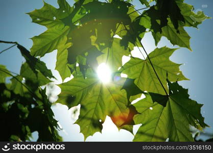 green leaves sun is shine