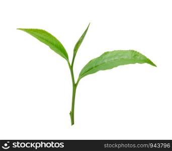 green leaves tea isolated on white background.