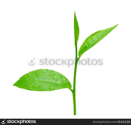 green leaves tea with drops of water isolated on white background.