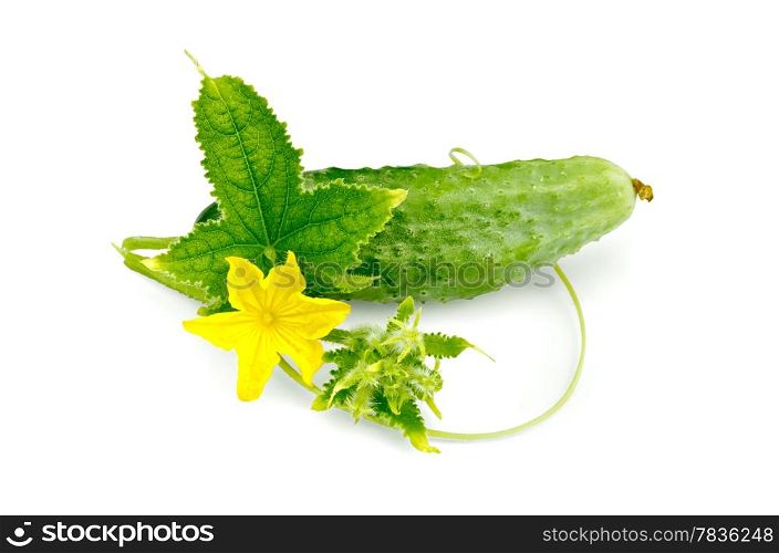 Green leaves, tendrils, yellow flower and cucumber isolated on white background