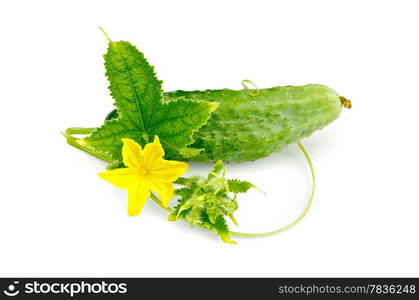 Green leaves, tendrils, yellow flower and cucumber isolated on white background