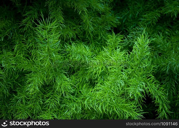 Green leaves texture background