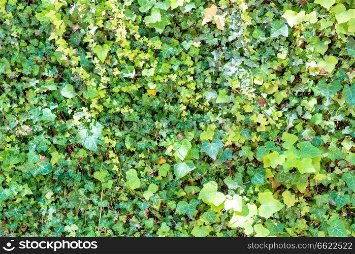 Green leaves texture for nature background