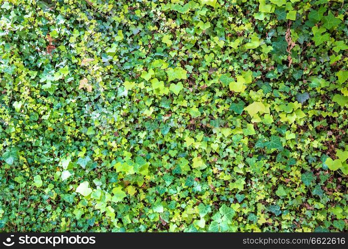 Green leaves texture for nature background
