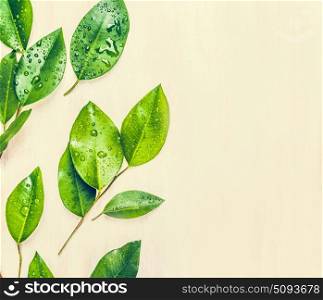 Green leaves, top view