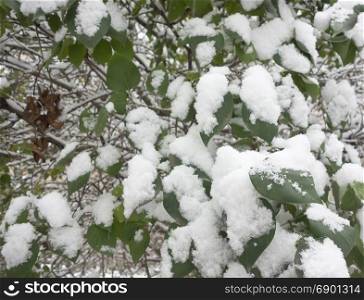 green leaves under fresh snow