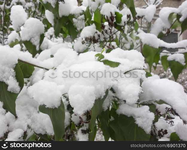 green leaves under fresh snow