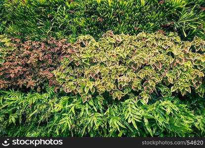 Green leaves wall background