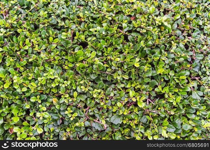 green leaves wall background, closeup