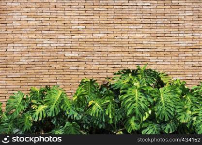 Green leaves with brick wall with free space for text. Abstract background.