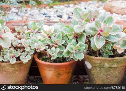 Green leaves with red brick background, stock photo