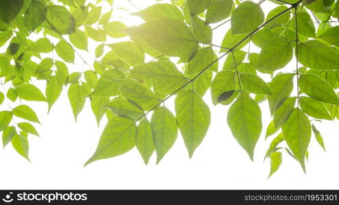green leaves with solf light for frame on white background, nature border
