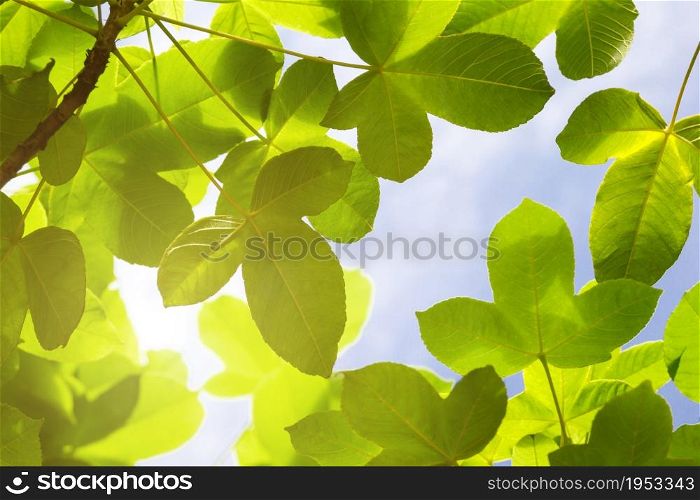 Green Leaves With Solf Light For Frame On White Background, Nature Border
