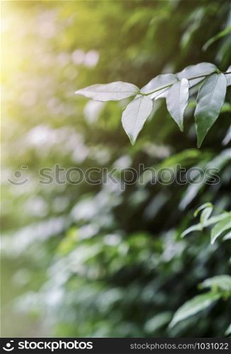Green leaves with sunlight in the garden