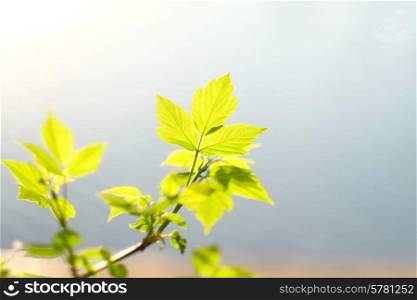 Green leaves with water at background in sunny day. Shallow depth of field.