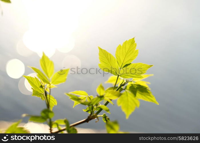 Green leaves with water at background in sunny day. Shallow depth of field.