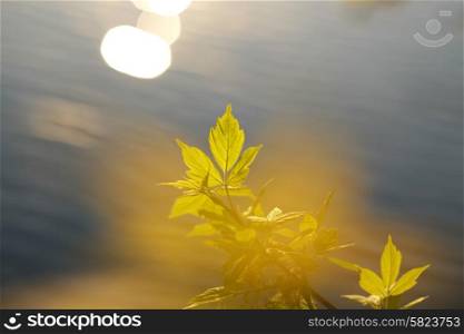 Green leaves with water at background in sunny day. Shallow depth of field.