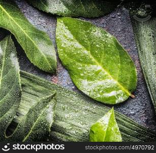 Green leaves with water drops on dark background, top view, close up