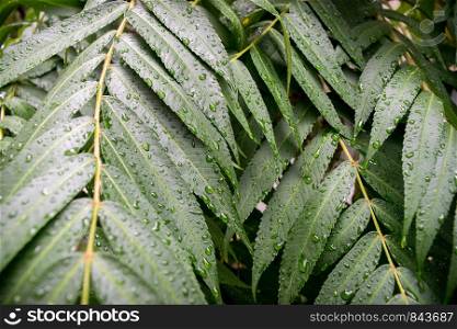 Green leaves with water drops. Tropical tree. Nature background. Green leaves with water drop on black background
