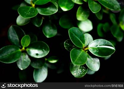 Green leaves with water on leaf. Modern abstract low key tone foliage. Horizontal background or banner for design. Nature and environment plant concept. Selective focus