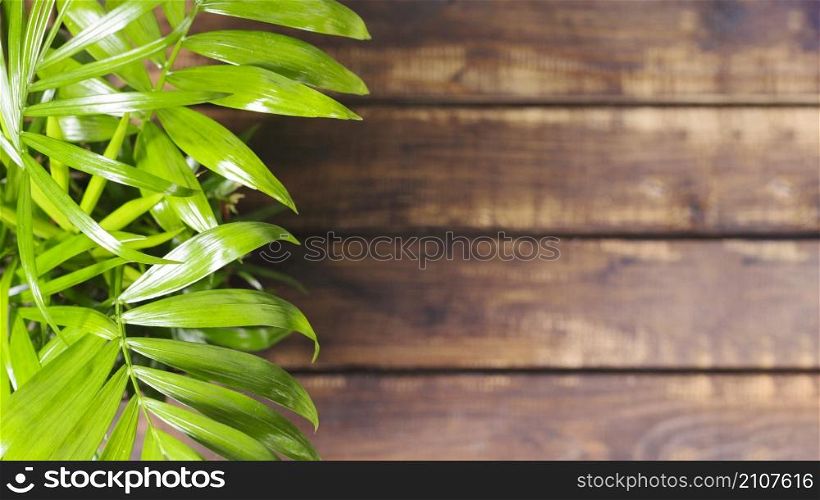 green leaves wooden table
