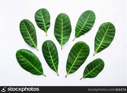 Green leaves yellow veins of Cashew on white wooden background