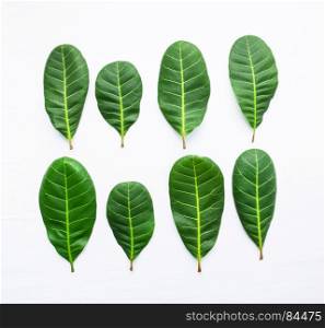 Green leaves yellow veins of Cashew on white wooden background and copy space.