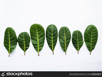 Green leaves yellow veins of Cashew on white wooden background and copy space.