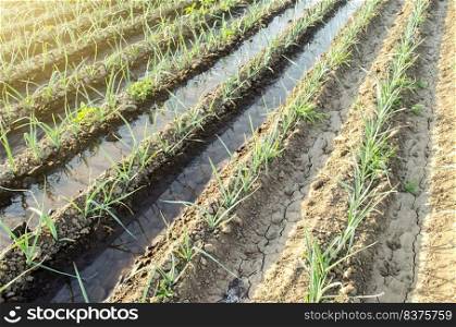 Green leek onion plantation with water in irrigation canals.Conservation of water resources and reduction pollution. Caring for plants, growing food. Agriculture and agribusiness.