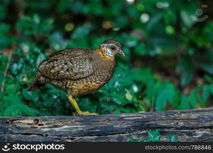 Green-legged partridge, Scaly-breasted partridge, Green-legged hill in nature, Thailand