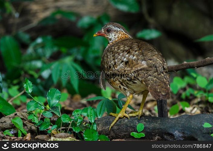 Green-legged partridge, Scaly-breasted partridge, Green-legged hill in nature, Thailand