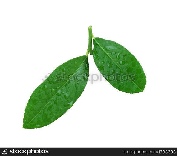 Green lemon leaves have dew water on leaf isolated on white background and have clipping paths.