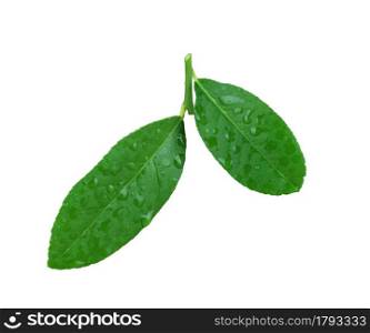 Green lemon leaves have dew water on leaf isolated on white background and have clipping paths.
