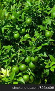 Green lemon on lemon tree with green leaves