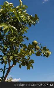 Green Lemons Hanging and Growing on Lemon Tree, Blue Sky in Backgound