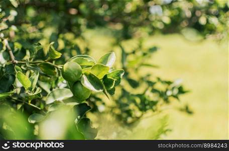 Green lemons in a gardener with natural background. Beautiful unripe lemons in a garden with out of focus background, beautiful green lemons hanging on a branch